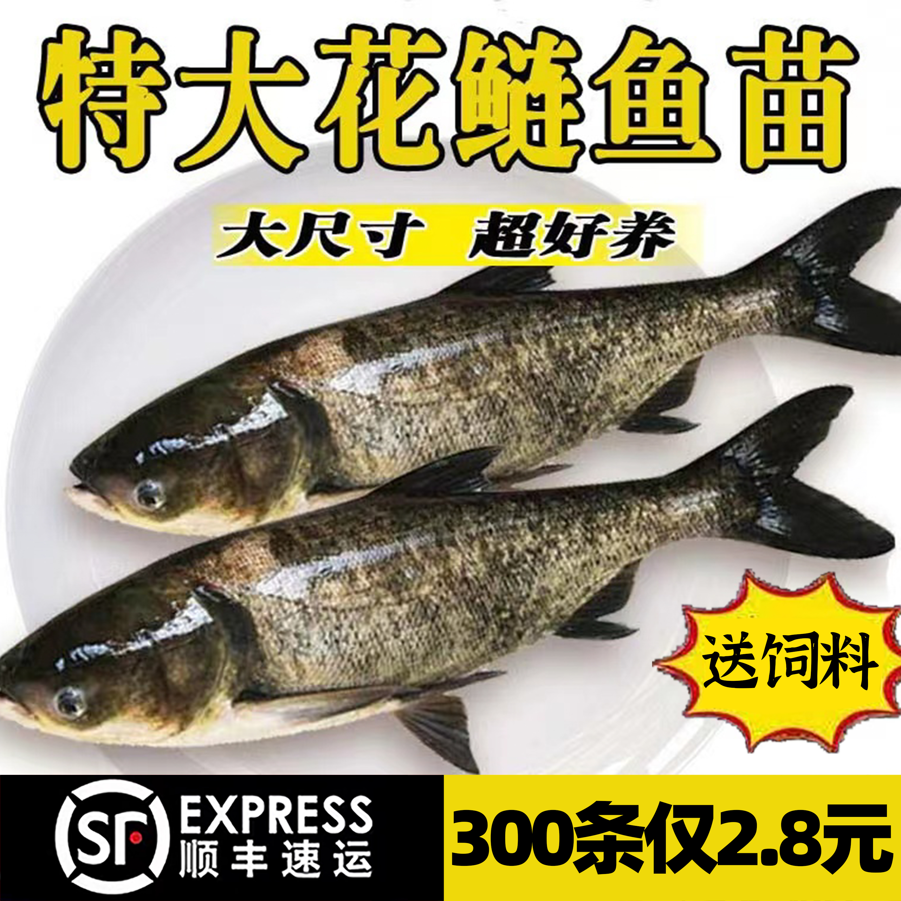 四川花鲢鱼苗淡水鱼苗养殖食用大头鱼胖头鱼活体鲢鳙鱼喂龟草鱼苗