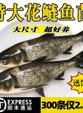 四川发货半斤重鲢鱼鱼苗批发包活