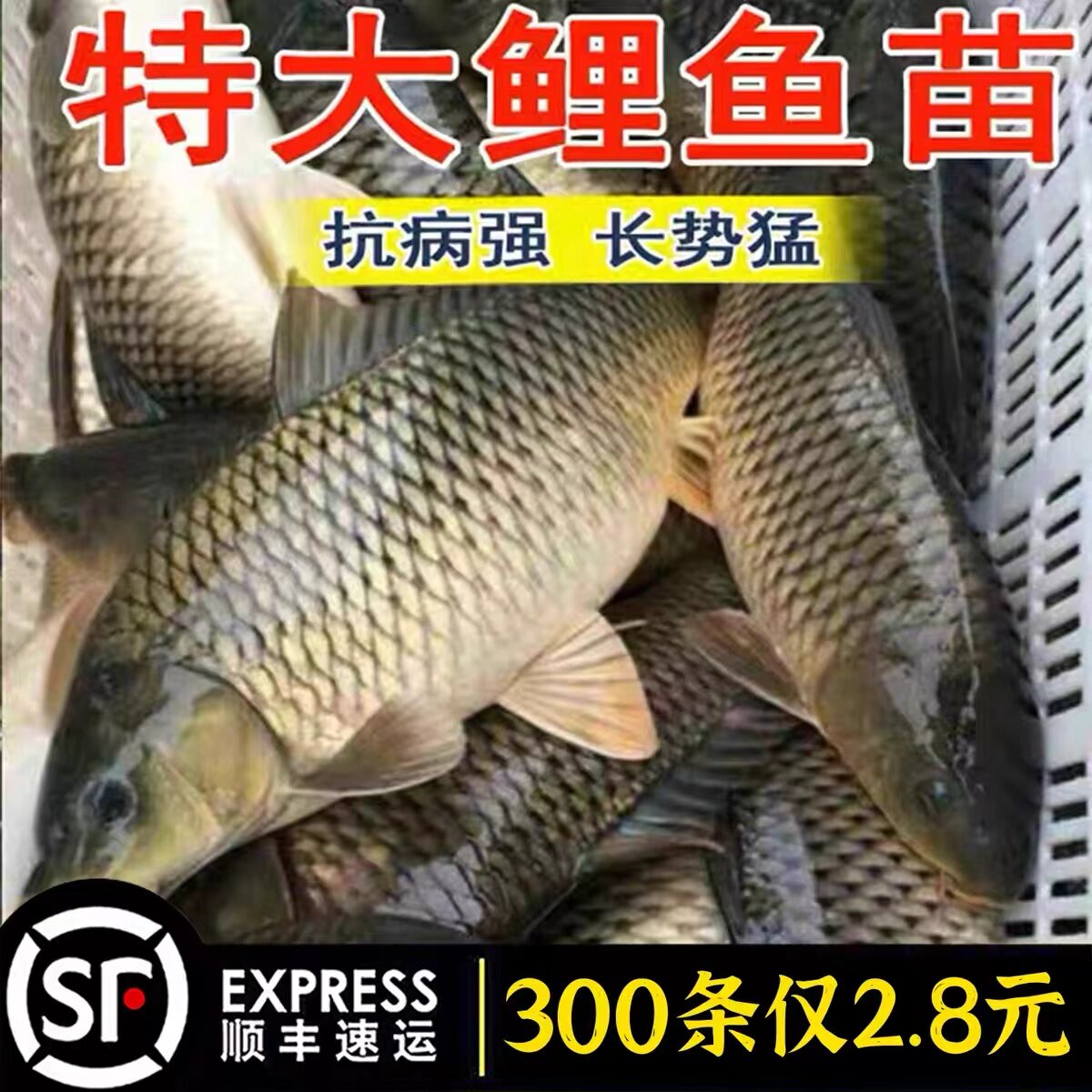 江西半斤大鲤鱼苗淡水养殖特大稻花鱼稻田鲤建鲤小鱼苗红尾鲤鱼苗
