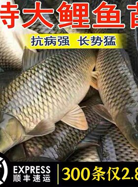 江西半斤大鲤鱼苗批发顺丰泡沫箱