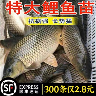 江西半斤大鲤鱼苗淡水养殖特大稻花鱼稻田鲤建鲤小鱼苗红尾鲤鱼苗