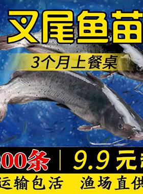 江苏红叉尾鱼苗淡水养殖食用活体观赏小钳江团鱼苗斑点叉尾鮰鱼苗