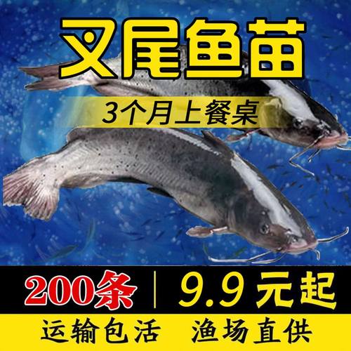 四川发货大叉尾鱼苗批发斑点鮰鱼