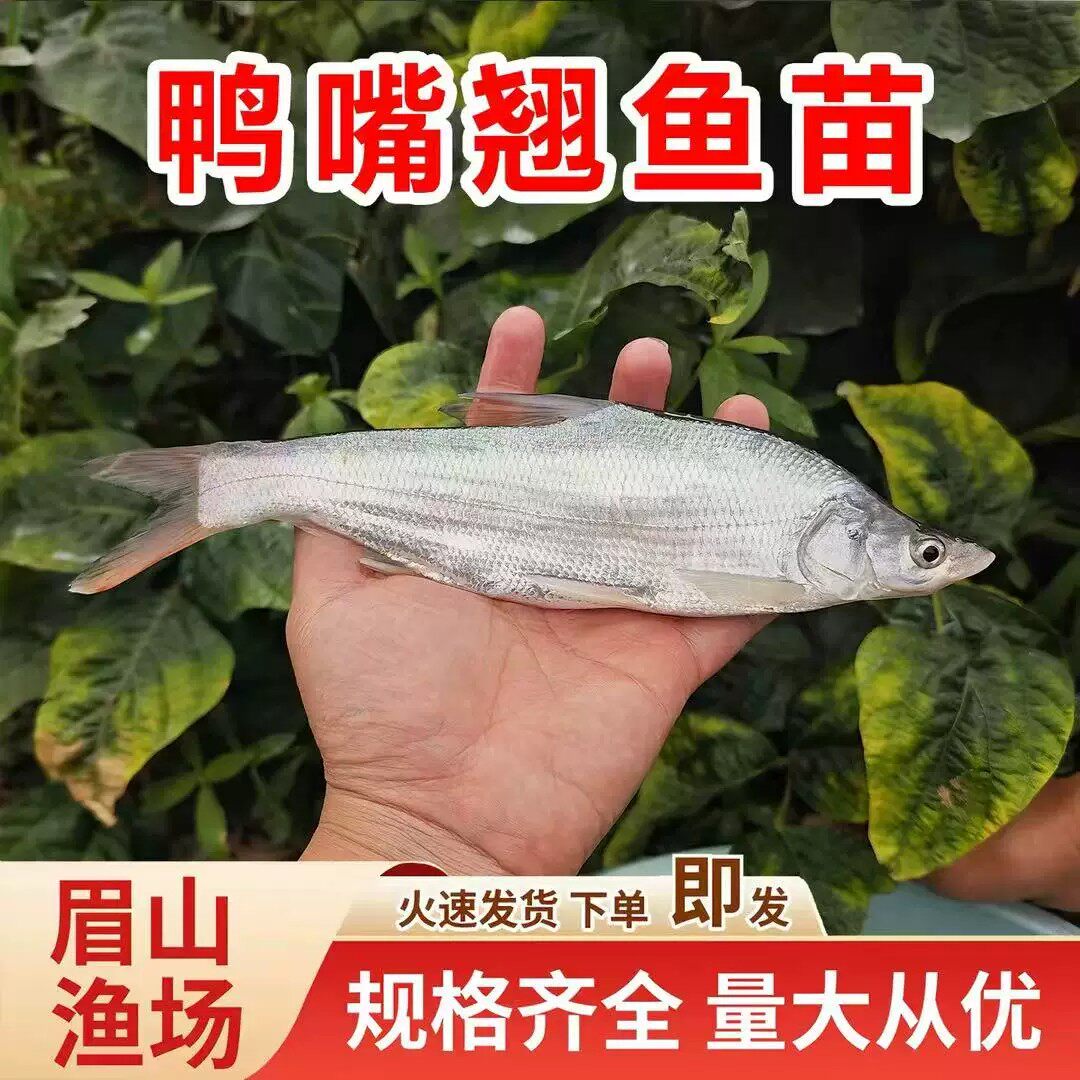 四川鸭嘴翘拟尖头鮊鸭嘴红梢原生观赏鱼大型广温淡水鱼凶猛路亚大