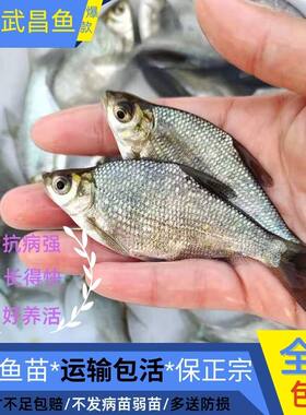 湖北发货正宗武昌鱼苗苗顺丰