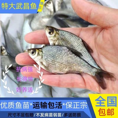 湖北发货正宗武昌鱼苗苗顺丰