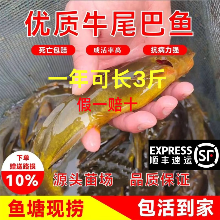 四川牛尾巴鱼苗淡水养殖食用稀有耐活本地角角鱼小型食用冷水鱼苗