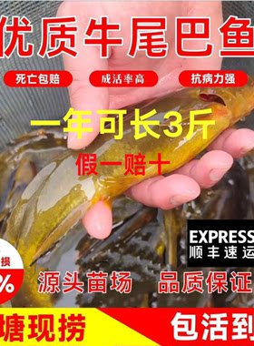 四川发货正宗牛尾巴鱼苗批发