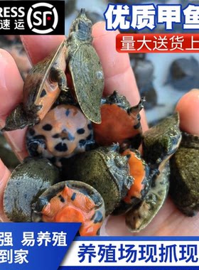 江苏发货甲鱼苗批发保真包活特大
