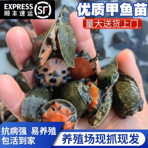 江苏发货甲鱼苗批发保真包活特大