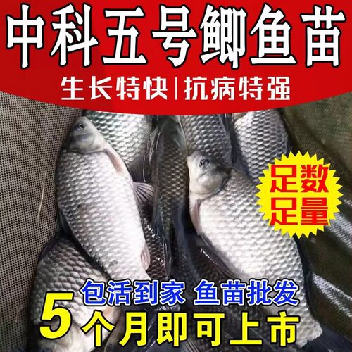 四川中科5号鲫鱼苗淡水养殖