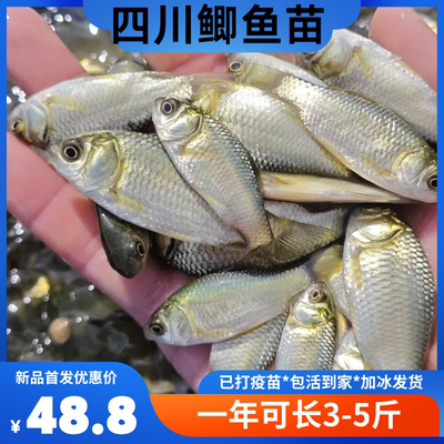 四川鲫鱼苗批发顺丰包活各类鲫鱼