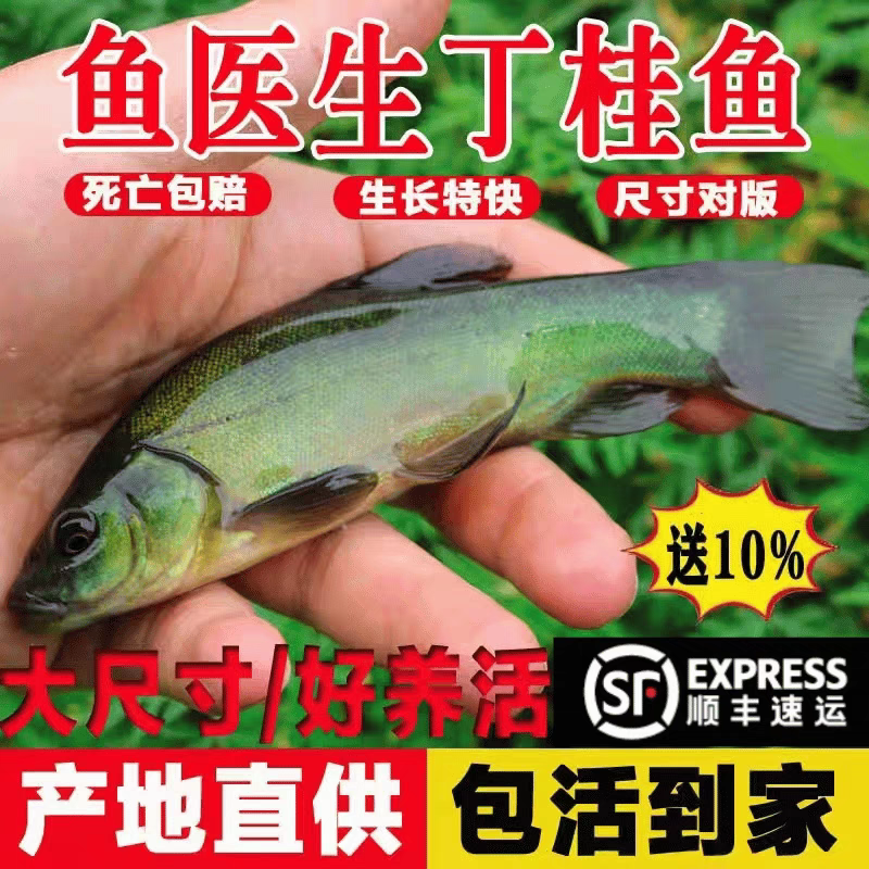 四川发货大丁桂鱼苗批发保真包活