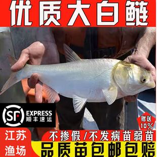 江苏白鲢鱼苗大头鱼胖头鱼淡水鱼苗花鲢鱼苗鳙鱼苗雄鱼苗食用养殖
