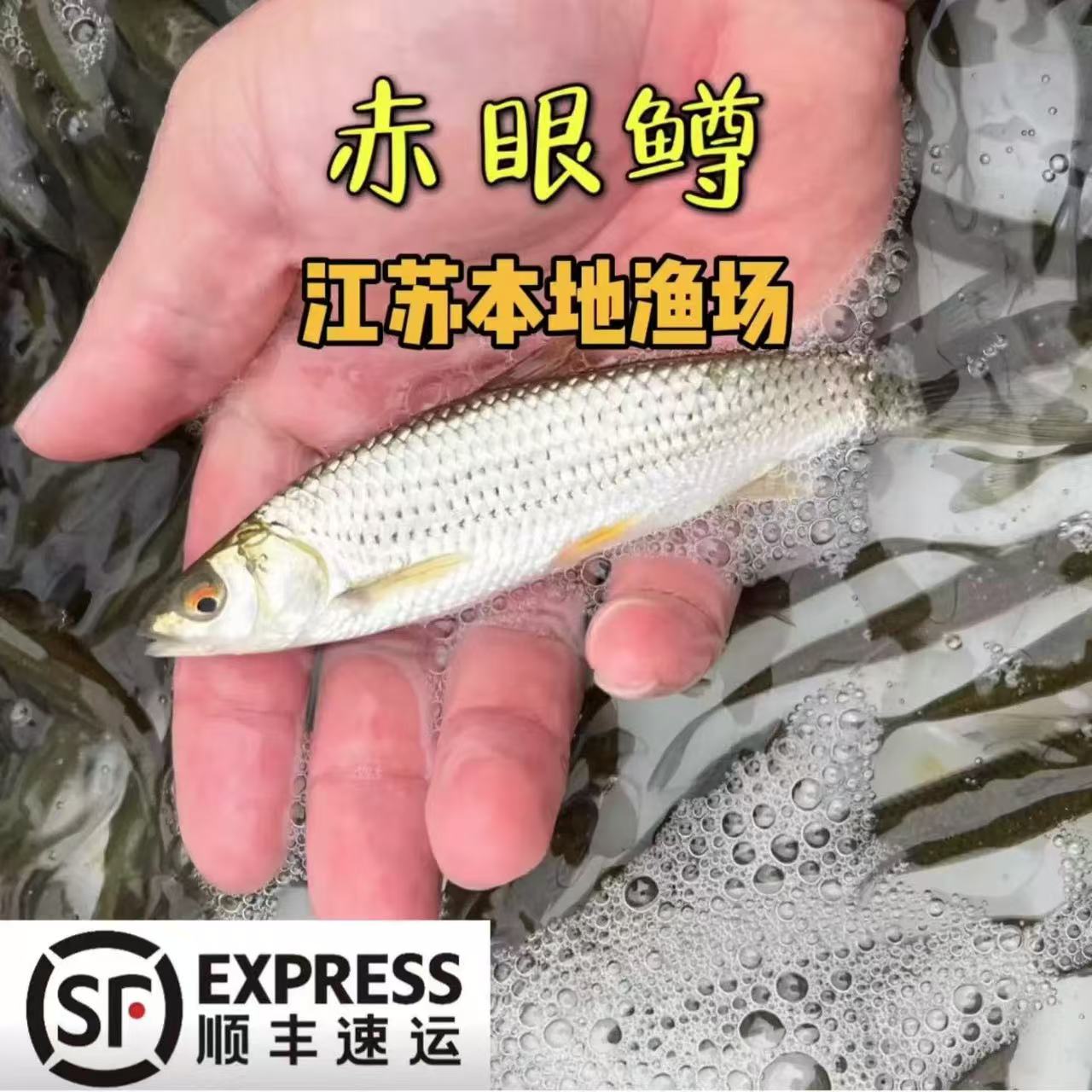 江苏发货特大赤眼鳟鱼苗批发包活