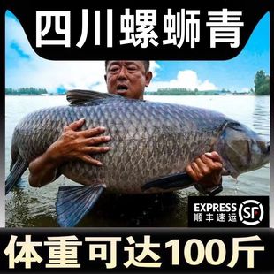 四川螺丝青鱼苗黑皖鱼大快型草鱼苗鲫鱼苗四大家鱼苗养殖活体鱼苗