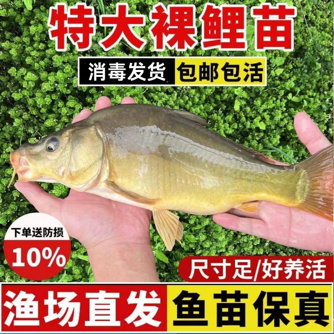 四川特大裸鲤鱼苗批发包活保真图片