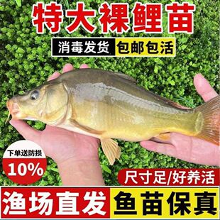 四川裸鲤鱼鱼苗无甲无鳞养殖食用淡水鱼红鲤鱼黑鲤鱼苗镜鲤大裸斑
