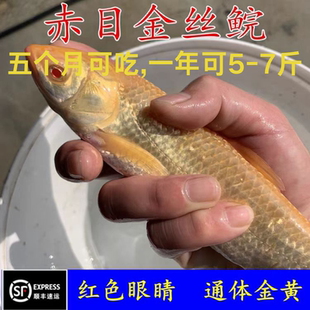 四川大赤目金草鱼观赏鱼金丝红眼鲩鱼黄金鲩食用冷水鱼缸宠物养殖