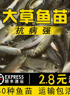 湖北特大草鱼苗批发包活湖北发活