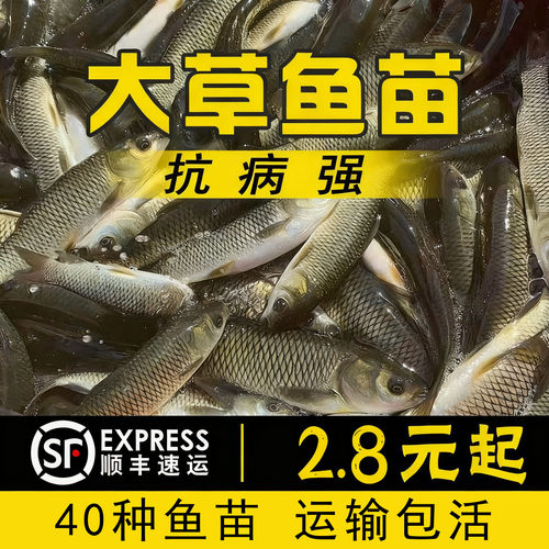 江苏发货超大草鱼苗批发顺丰包活