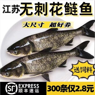 江苏无刺花鲢鱼苗淡水鱼苗养殖食用大头鱼胖头鱼活体鲢鳙草鱼苗