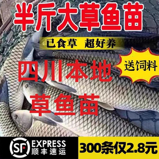 四川无刺草鱼黑脆皖鱼鱼塘苗半斤一斤草鱼苗淡水鱼苗特大养殖食用
