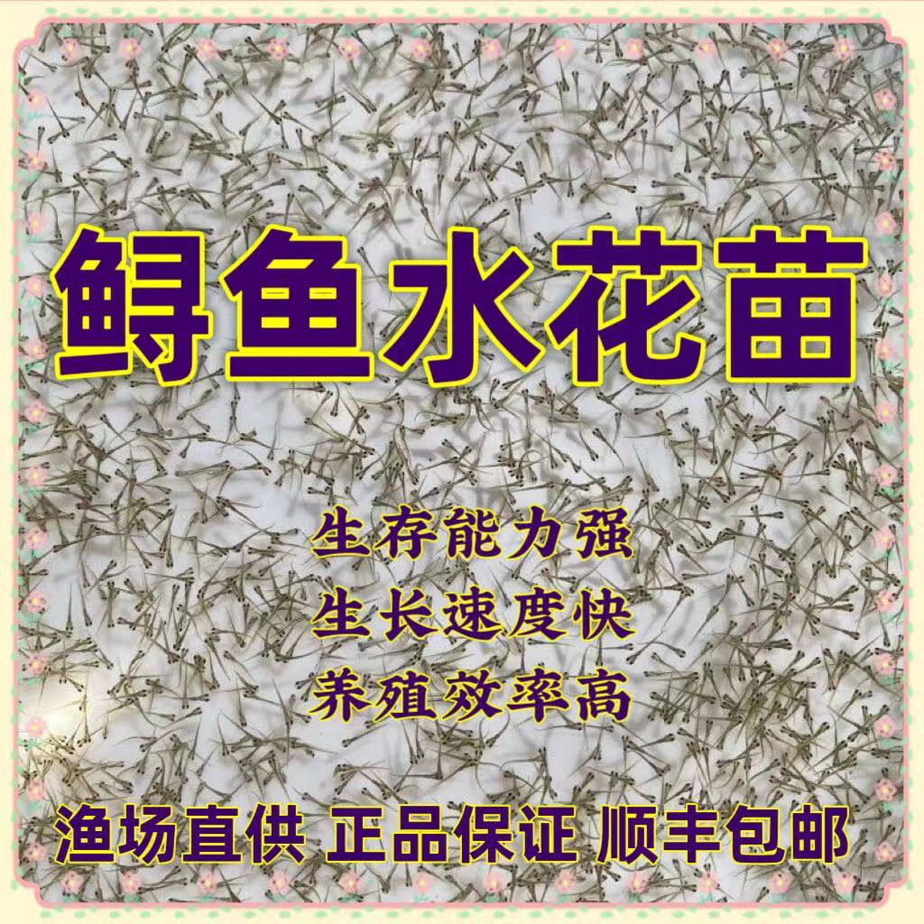 四川鲟鱼苗批发包活保真各类水花