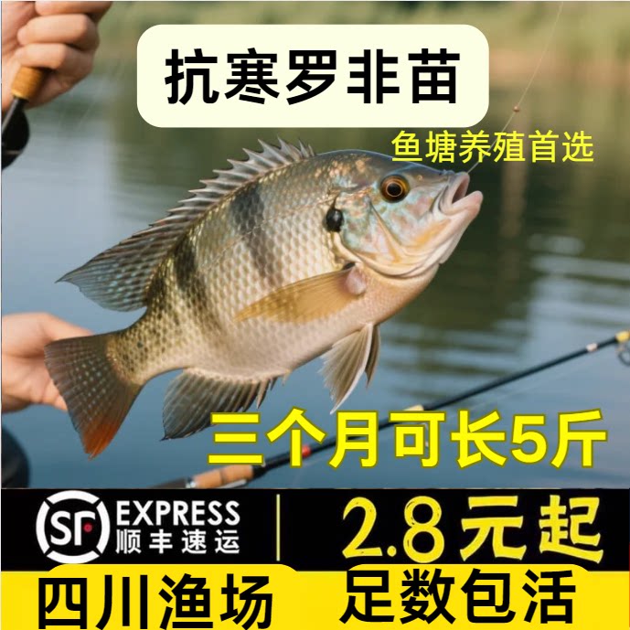 四川特大罗非鱼苗批发顺丰包活图片