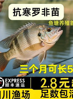 四川特大罗非鱼苗批发顺丰包活