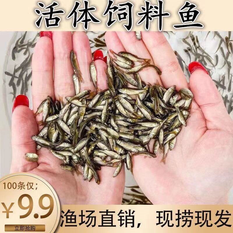 四川乌龟吃的小鱼苗喂乌龟饲料鱼活鱼食蚊鱼麦穗鱼龙鱼斗鱼宠物