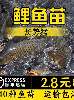 四川发货*包活包邮到家*鱼苗批发