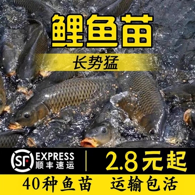 四川发货*包活包邮到家*鱼苗批发