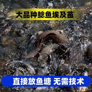 四川埃及塘鲺鱼淡水 养殖埃及鱼苗革胡子鲶鱼苗本地塘角鱼苗批 发