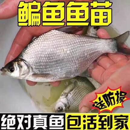 江苏武昌鱼苗淡水养殖食用扁鱼苗活体三角鲂团头鲂边鱼苗养鳊鱼苗