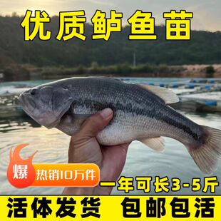 四川鲈鱼苗淡水鱼苗加州鲈鱼苗养殖路亚苗大口黑鲈鱼苗食用卢鱼苗