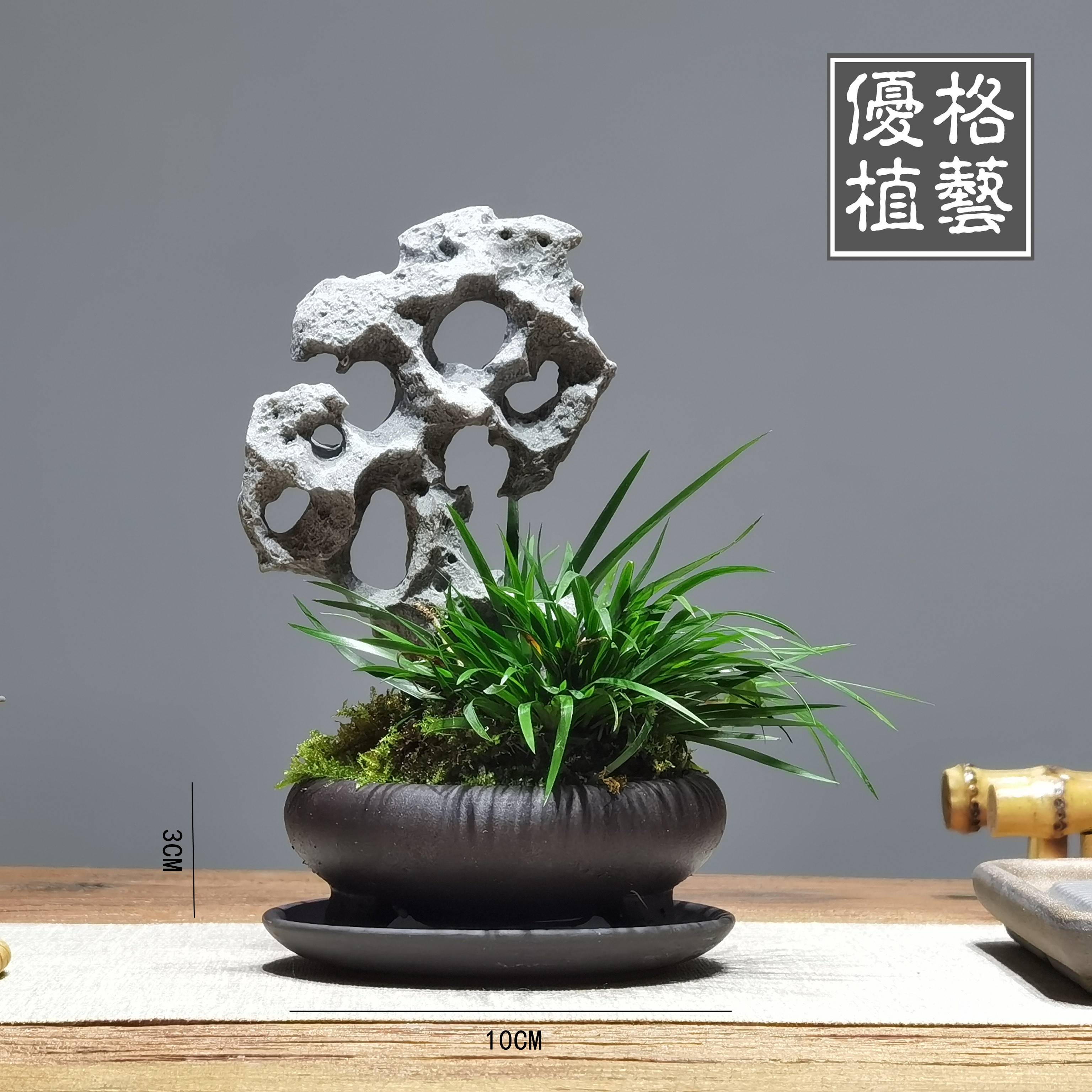 老桩黄金姬菖蒲盆栽禅意茶室日式文人花卉绿植摆件紫砂釉盆包邮