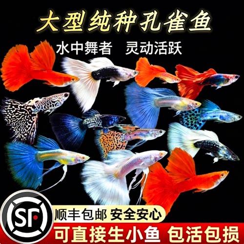 纯种孔雀鱼苗热带淡水好养