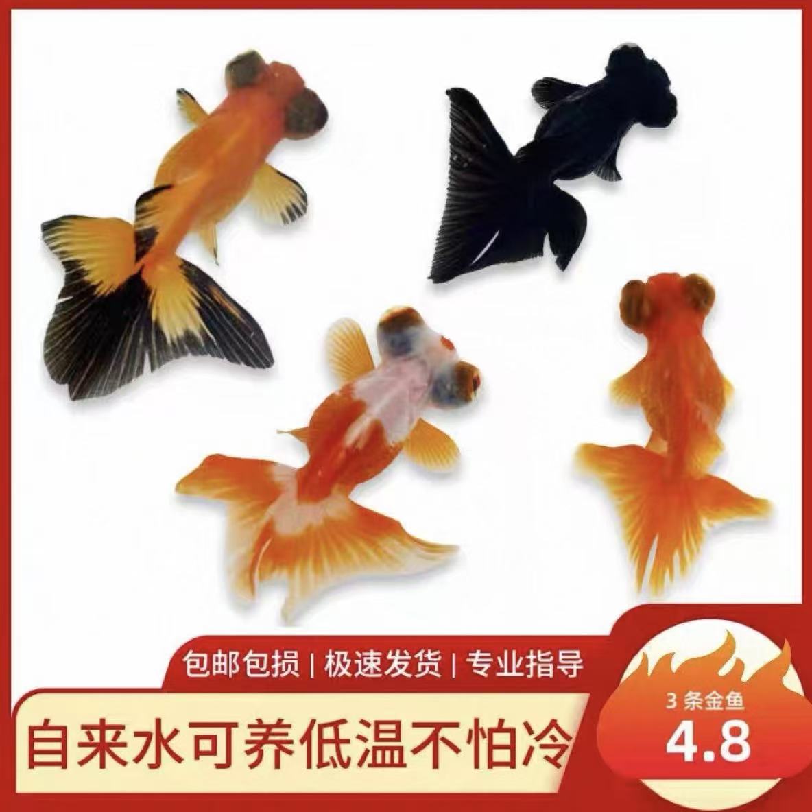 金鱼活鱼冬季冷水观赏鱼