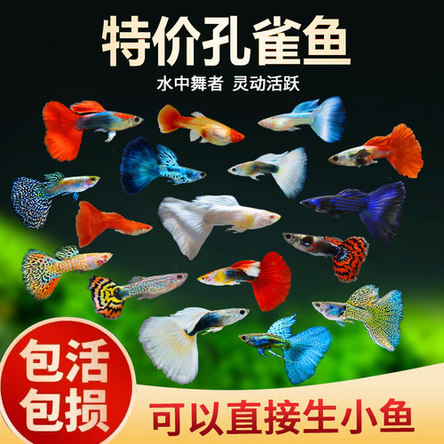 好养耐活练手孔雀鱼6条4.88包邮