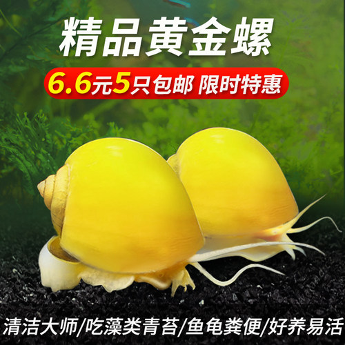宠小侠螺淡水好养清洁鱼缸