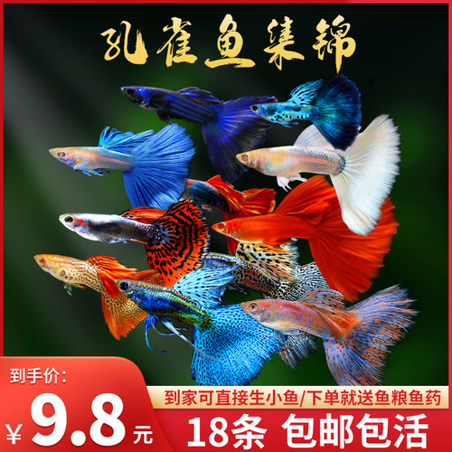 孔雀鱼活体鱼苗观赏鱼小鱼金鱼热带淡水好养耐活鱼缸小型