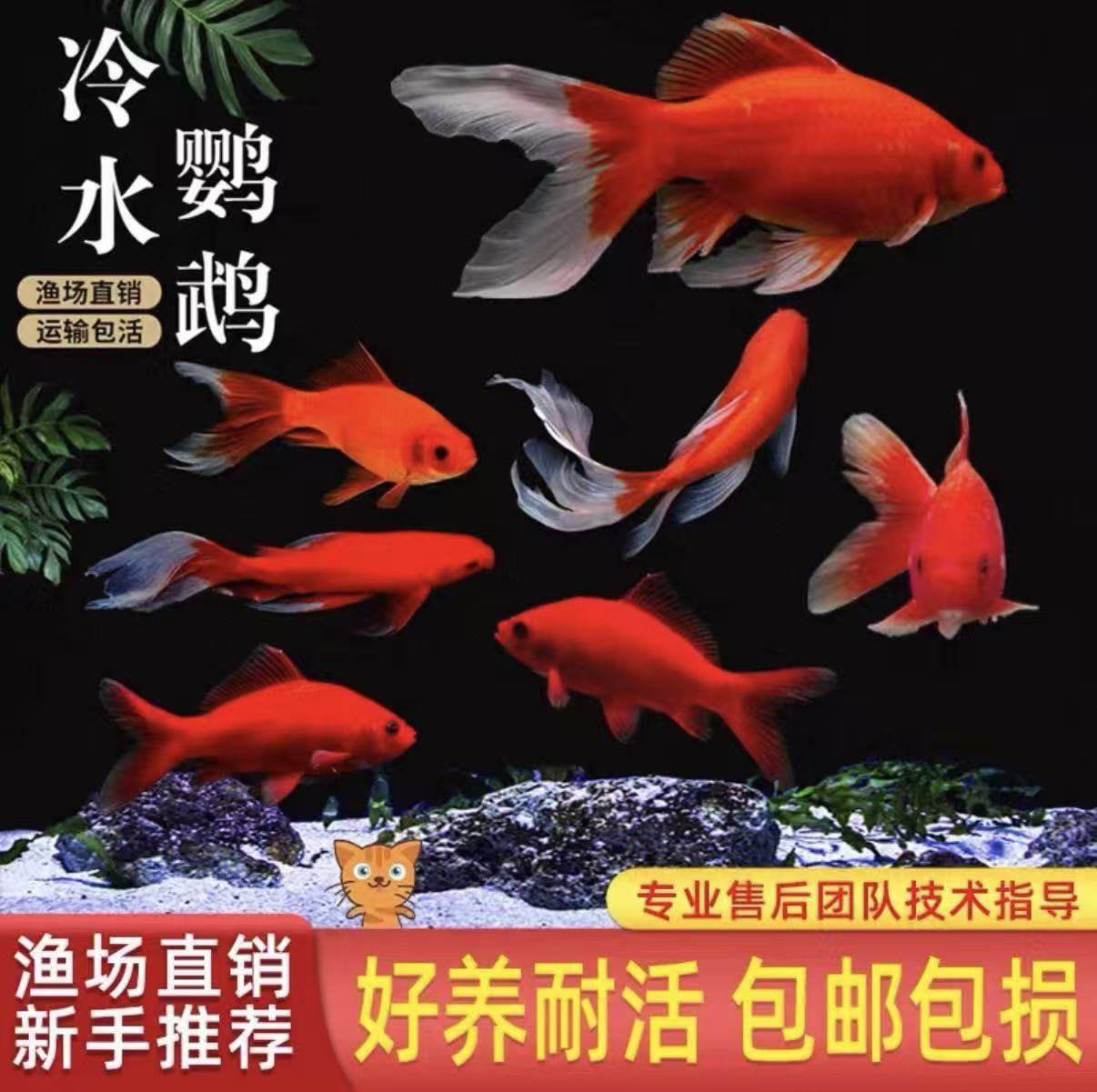 冷水淡水金鱼红色观赏鱼苗渔场直销包邮包活好养耐活,宠物/宠物食品及用品,鱼,淘宝优惠券,粉丝福利购,淘宝优惠卷