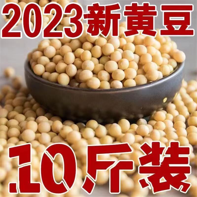 黄豆2023新高蛋白豆浆生芽东北