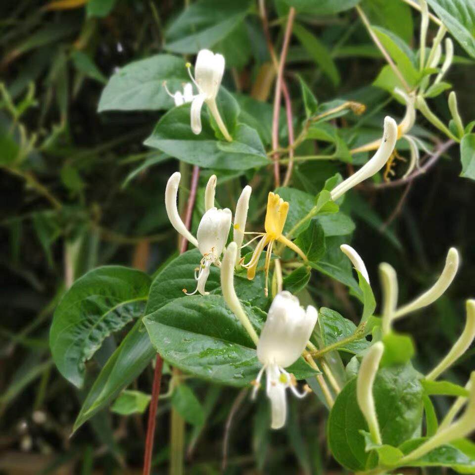 金银花藤新鲜藤叶潮汕澡ZDR宝宝洗儿泡澡忍冬婴去痱子中藤草药