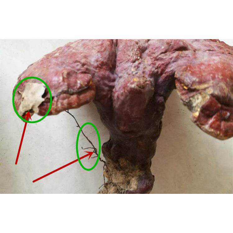 神农架纯野红生赤BWP灵芝 野生整枝林芝大灵芝灵芝菌磨切片粉25可