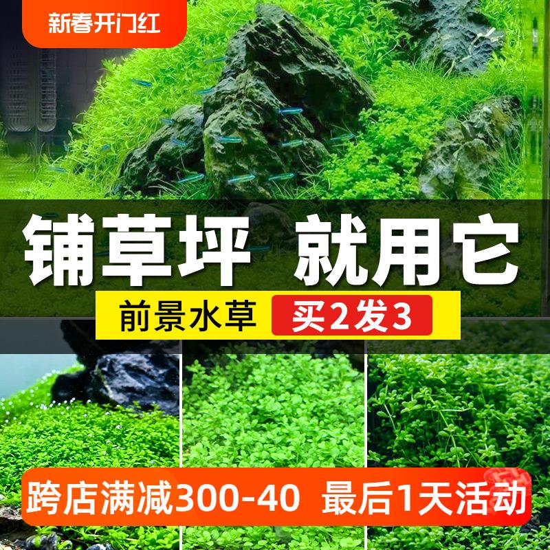 鱼缸造景水草前景爬地矮珍珠草坪迷你牛毛趴地日本珍珠草新手植物