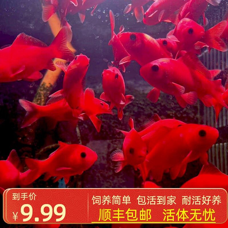 冷水鹦鹉鱼耐活好养招财红鱼冷水观赏鱼金鱼活鱼锦鲤活鱼家庭鱼苗