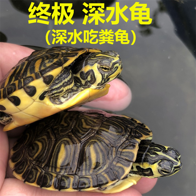 深水黄耳龟乌活物冷长寿