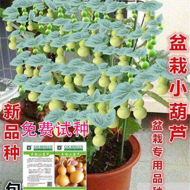 盆栽手捻葫芦种子小葫芦种籽四季种观赏阳台庭院爬藤葫芦苗秧种